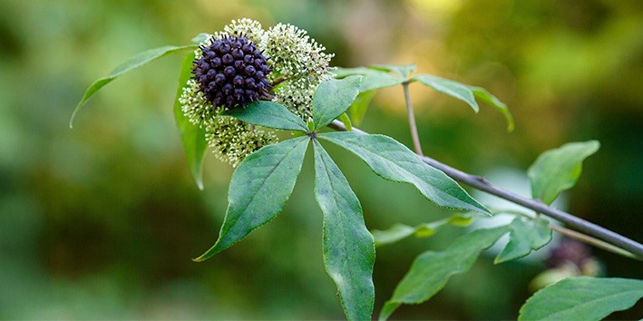 Ginseng siberiano o que e nome cientifico